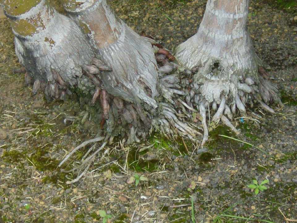 Sehr gepflegt La Palma Princess