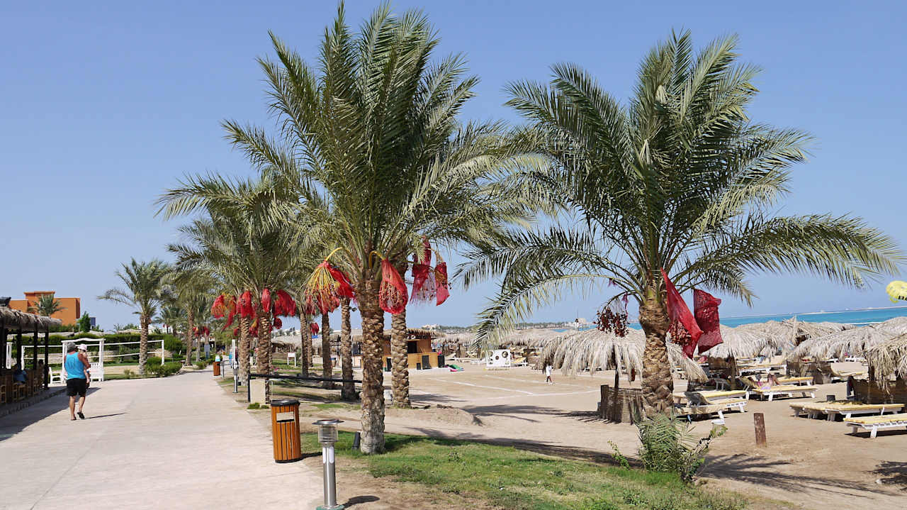 Pláž je lemována palmami se zrajícími plody datlí Sentido Caribbean World Soma Bay