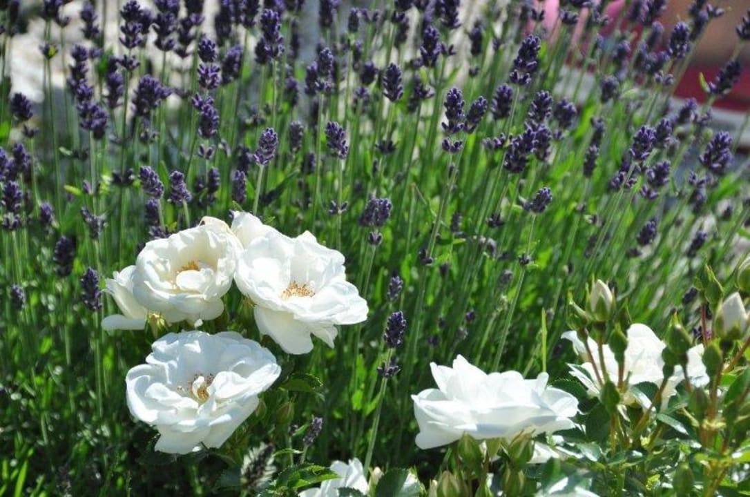 Rosenfreude Gästehaus Büchele