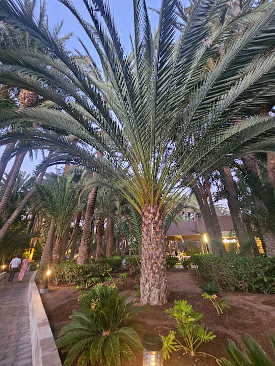 Gartenanlage Hotel Riu Palace Oasis