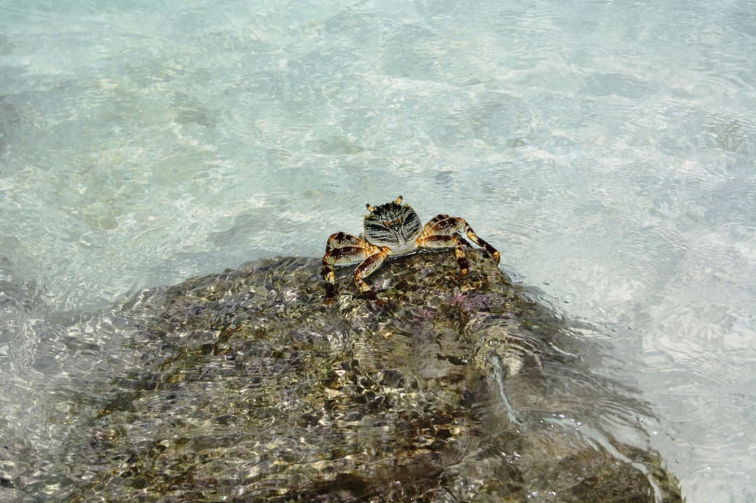 Krebs Villa Park Sun Island