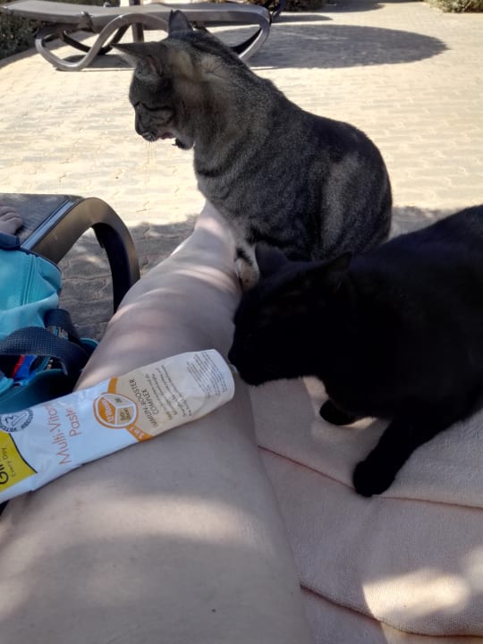 Sonstiges Hotel Riu Touareg