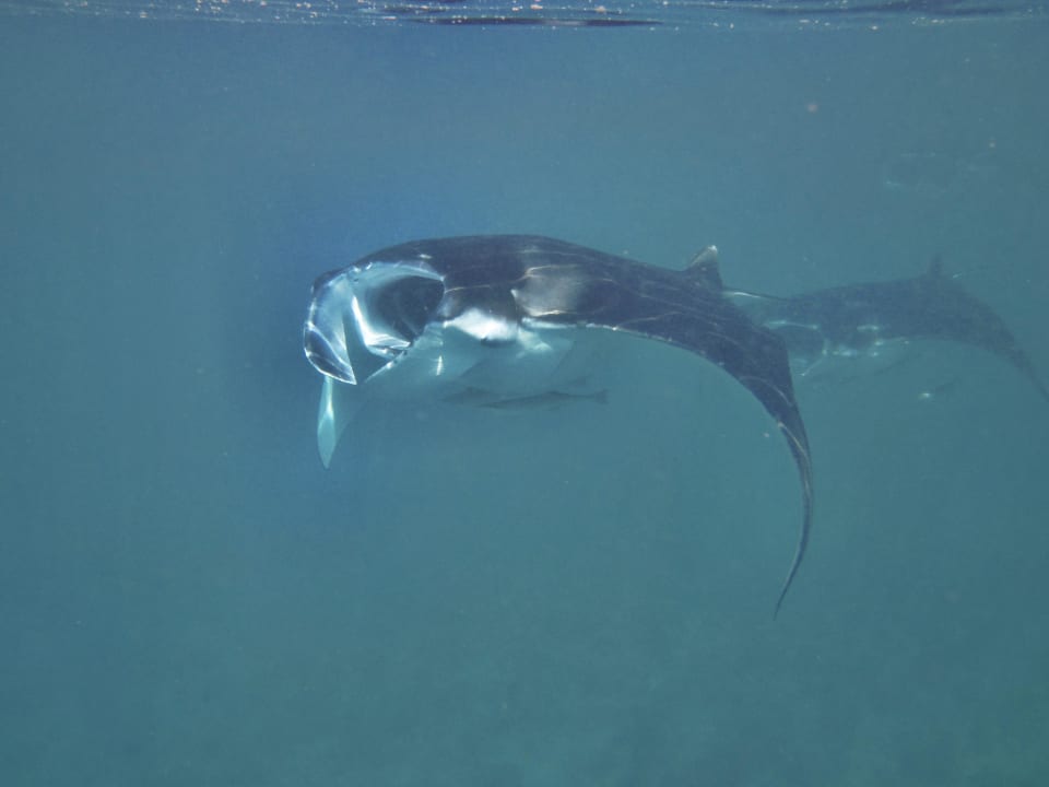 Mantas Mirihi Island Resort