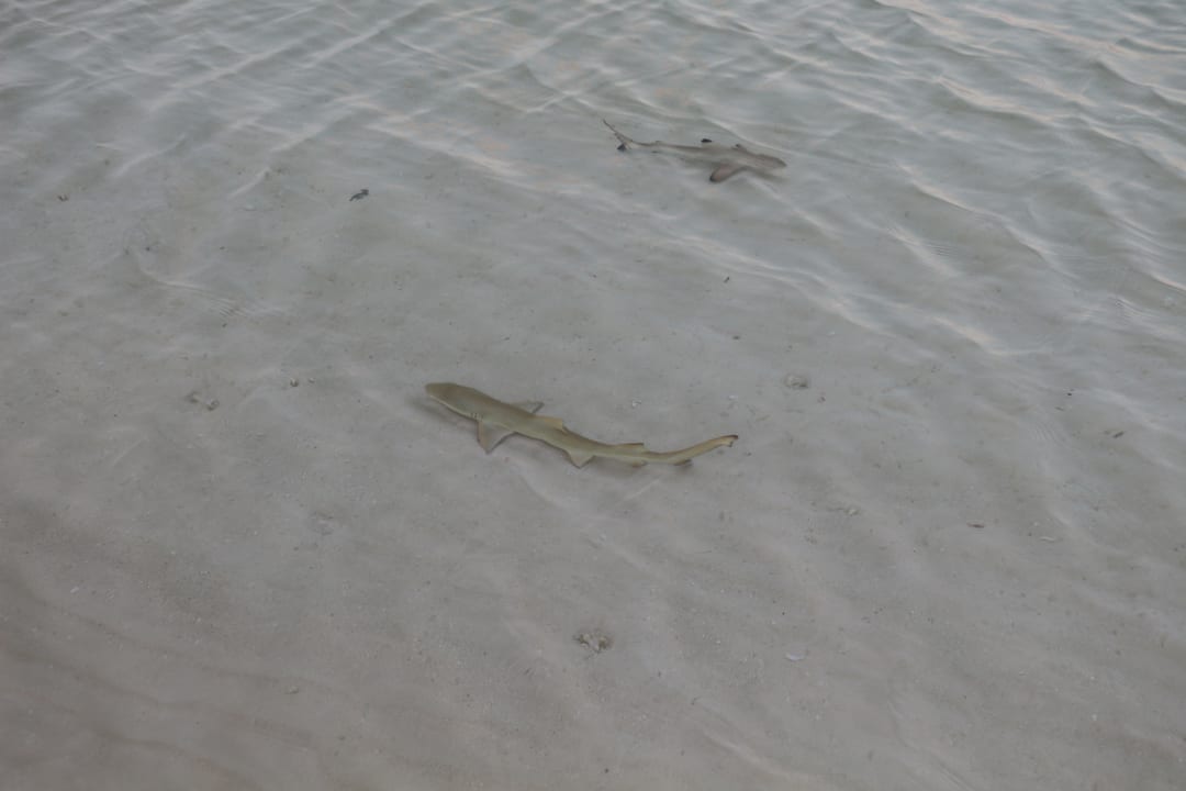 Babyhaie (ungefährlich) Kuredu Island Resort & Spa