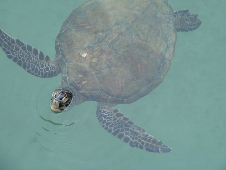 Turtle Jumeirah Mina Al Salam
