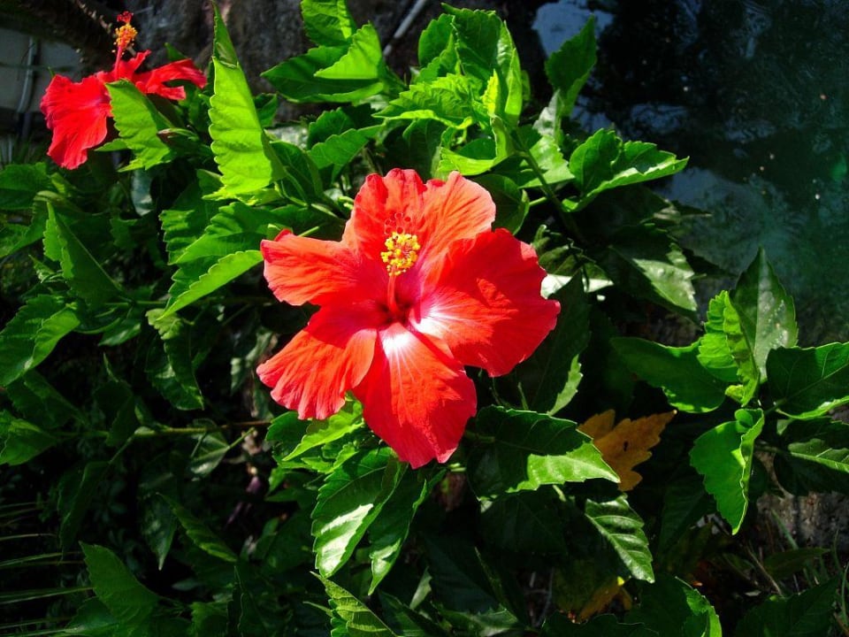 Schöne Blumen im Garten Best Western Hotel Naples Inn & Suites
