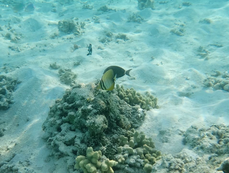 Sport & Freizeit Hotel Riu Palace Maldivas