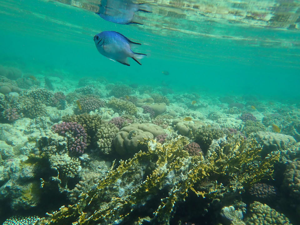 Strand Steigenberger Coraya Beach - Adults only