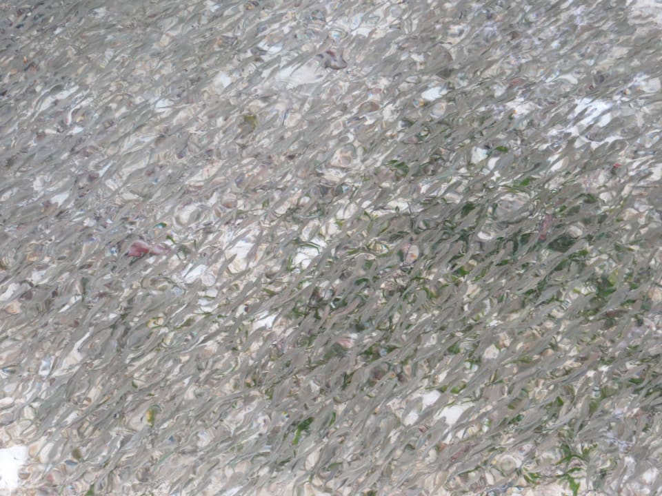 Vom Steg der Ocean Villa fotografierte Fische Adaaran Select Hudhuran Fushi - Premium All Inclusive