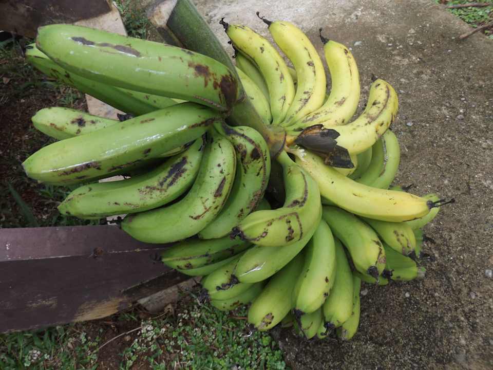 Eigene Früchte Maleenga Resort