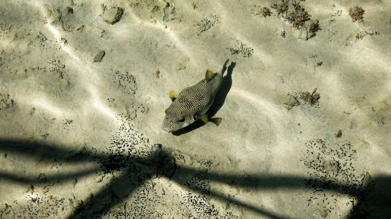 Рыбки Hotel Titanic Palace