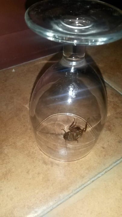 Gefangene Kakerlake im Zimmer Alua Suites Fuerteventura