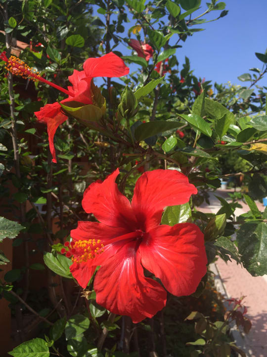 Hibiskus Özlem Garden Hotel