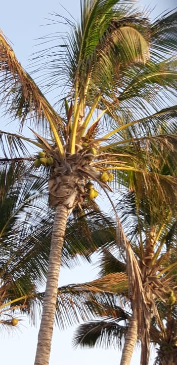 Gartenanlage Hotel Las Costas