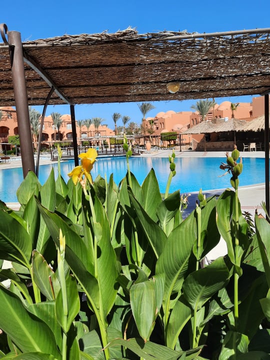 Pool Jaz Makadi Oasis Resort