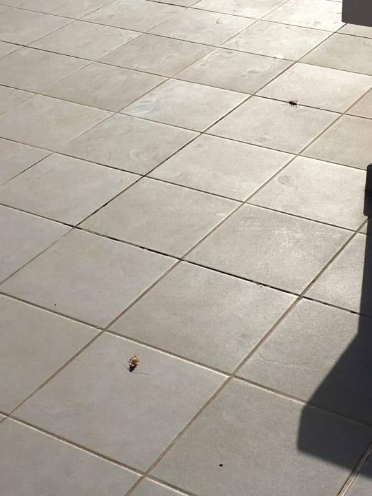 Sonstiges Servatur Alameda de Jandía