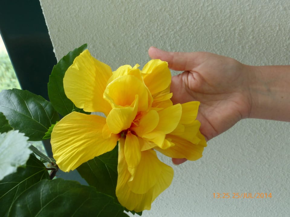 Blumenschmuck im Flur Pension Zum alten Schweden