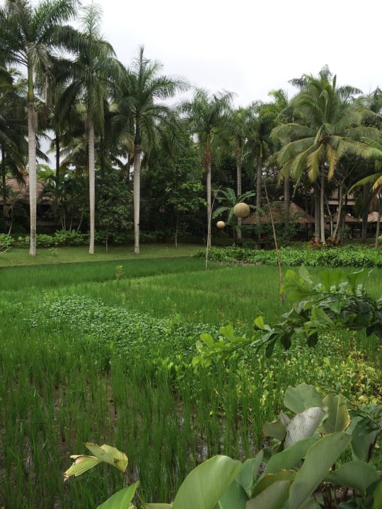 Blick auf Reisfeld The Ubud Village Resort & Spa