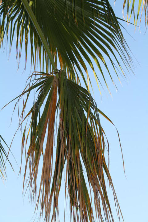 Überall tolle Palmen Hotel Orfeus Park