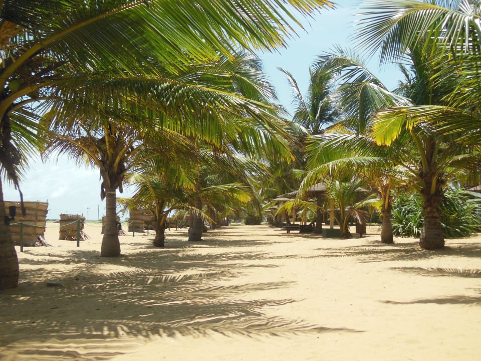 Liegen im Aussenbereich des Hotels Goldi Sands Hotel