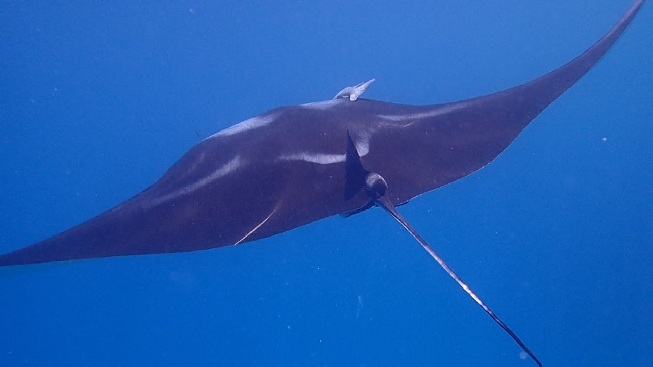 Sport & Freizeit Steigenberger Coraya Beach - Adults only