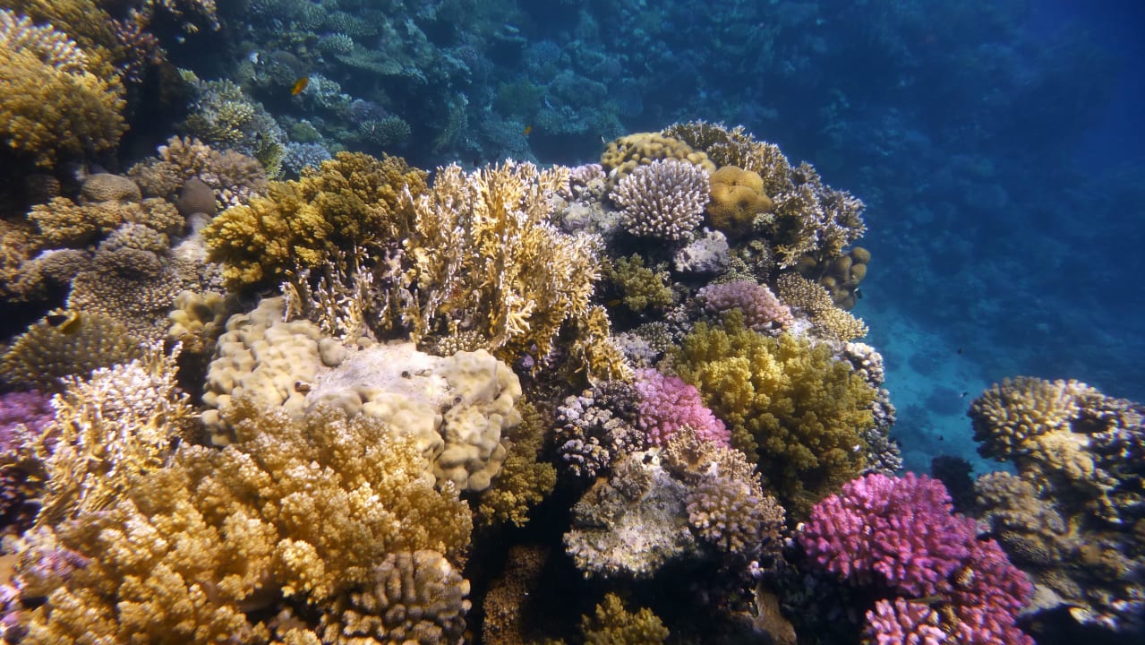 Sport & Freizeit Shams Alam Beach Resort