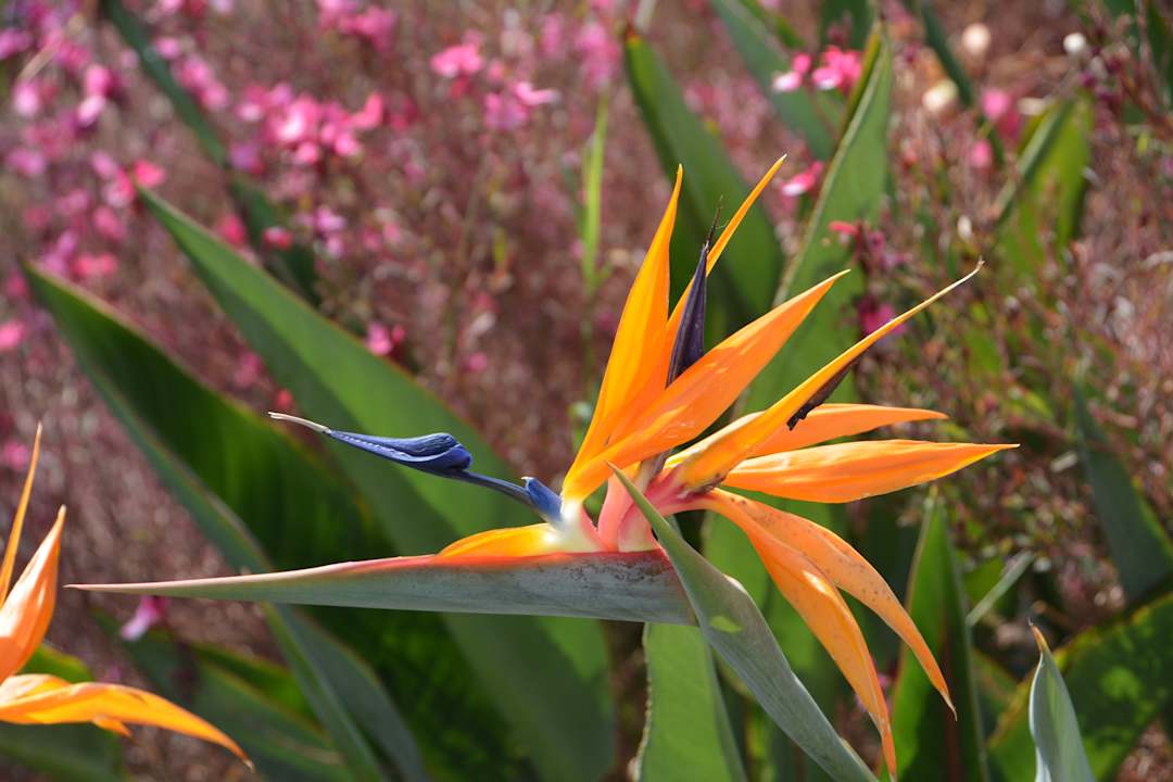 Garten Grand Blue Beach Hotel