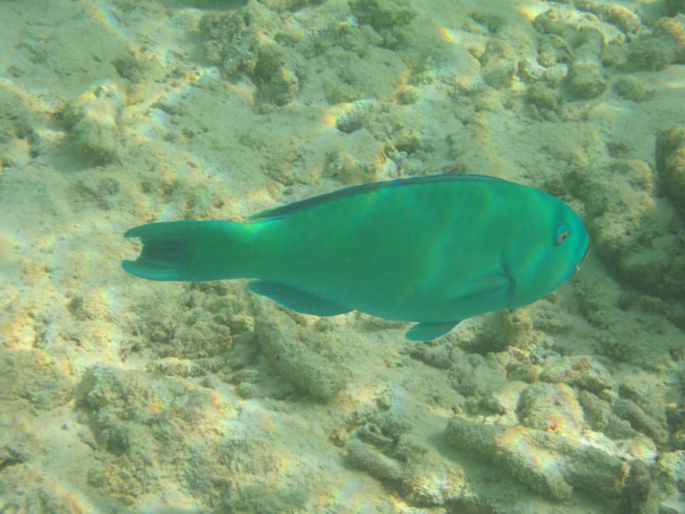 Papageienfisch Adaaran Select Hudhuran Fushi - Premium All Inclusive