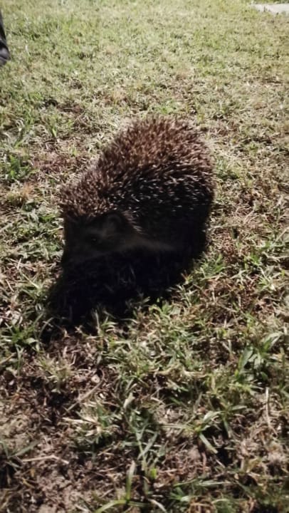 Sonstiges Saphir Resort & Spa