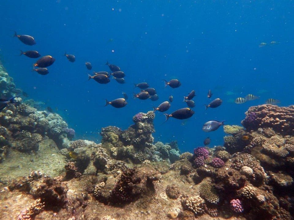 Schule von Doktorfischen Malikia Resort Abu Dabbab