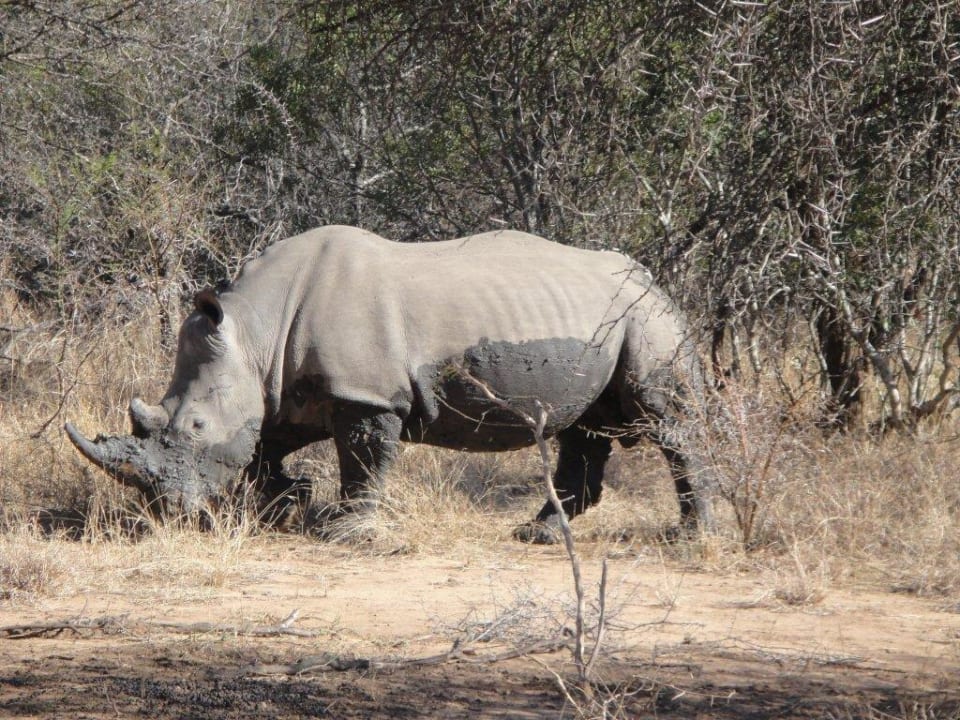 Auf Safari Makutsi Safari Farm