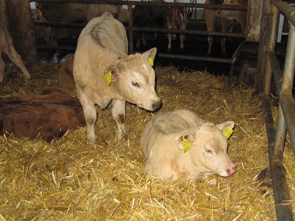 Kälbchen sind geboren. Sie waren sehr verschmust. Ferienhäuser am Bio-Bauernhof Slugovc-Sternad