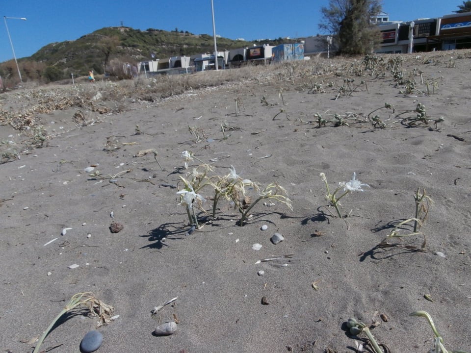 Kwitnąca plaża Sol Cosmopolitan Rhodes