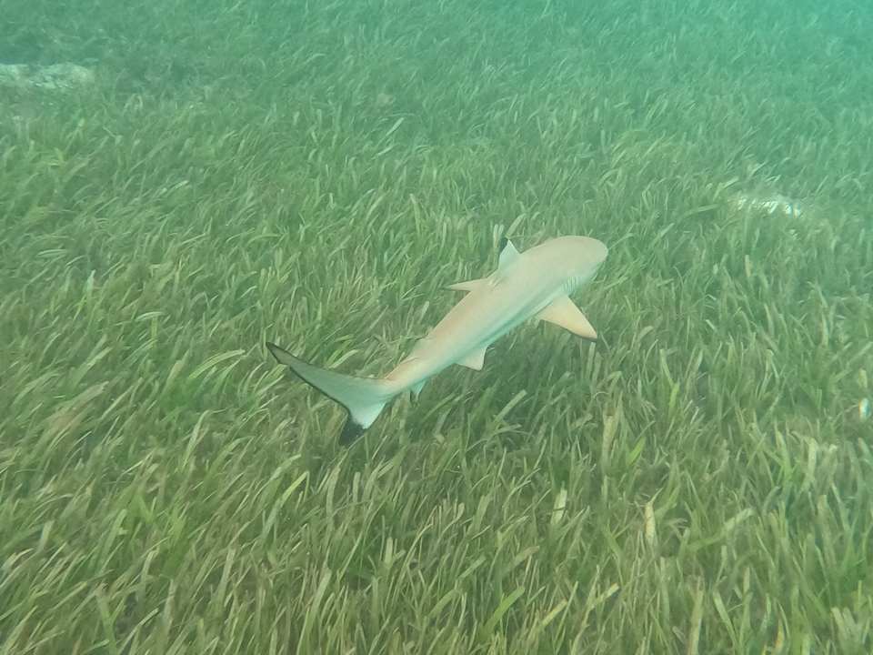 Strand Jawakara Islands Maldives