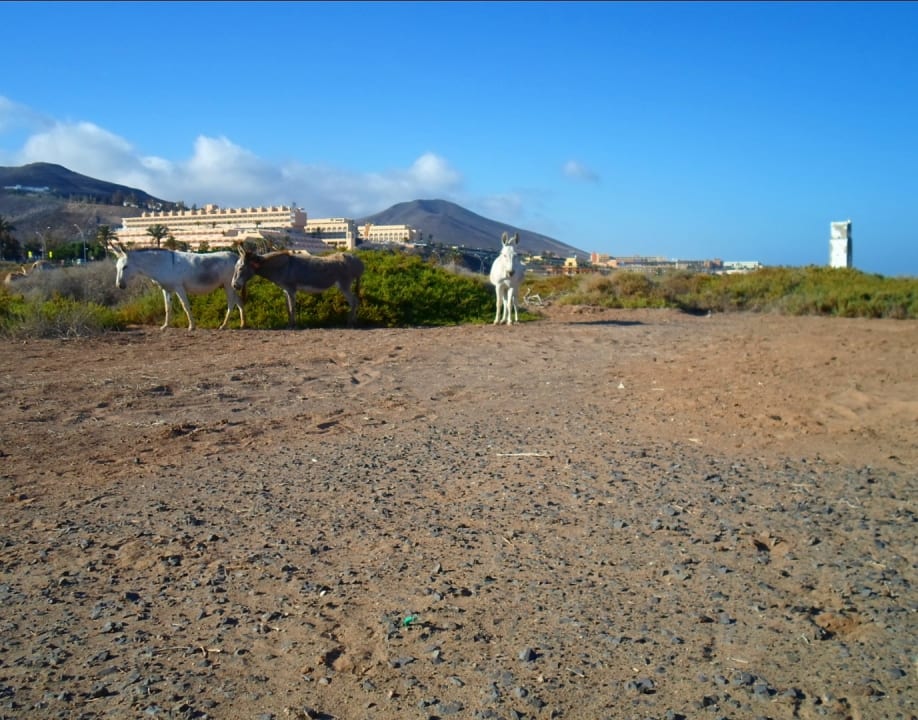 Strand Occidental Jandía Royal Level - Adults only