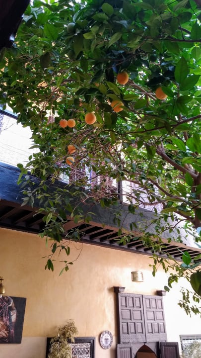 Gartenanlage Hotel Riad Du Petit Prince