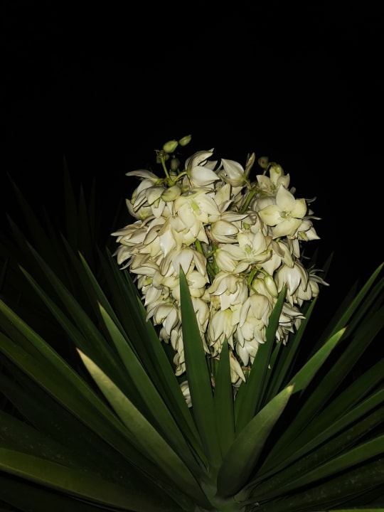 Gartenanlage Akassia Swiss Resort