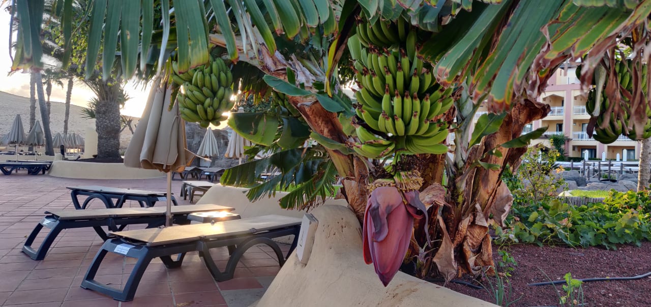 Gartenanlage H10 Playa Esmeralda - Adults only