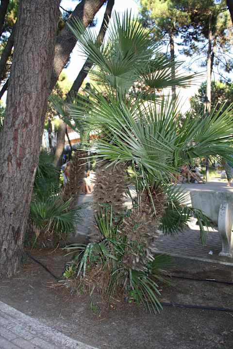 Piazza Hotel San Carlo Vacanze