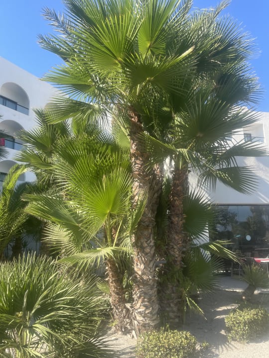Gartenanlage Nozha Beach Resort & Spa