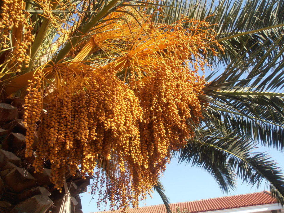 Palmenpracht Aphrodite Hotel