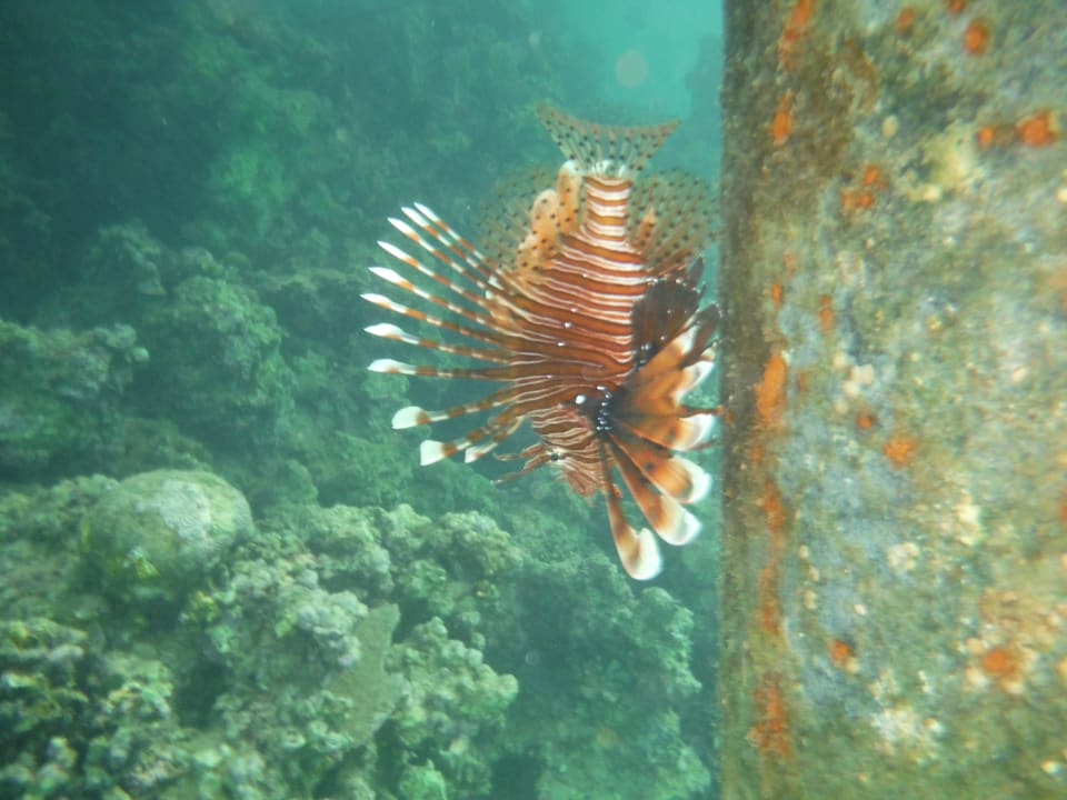 Hausriff Cleopatra Luxury Resort Makadi Bay