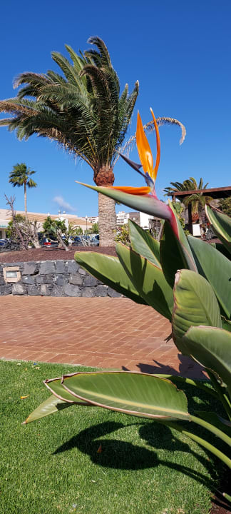 Gartenanlage Iberostar Waves Gaviotas Park