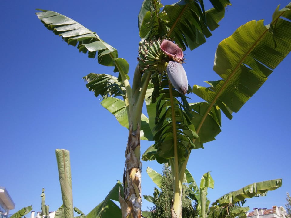 Im Garten wachsen einige Bananenstauden, die auch  Cenger Beach Resort & Spa