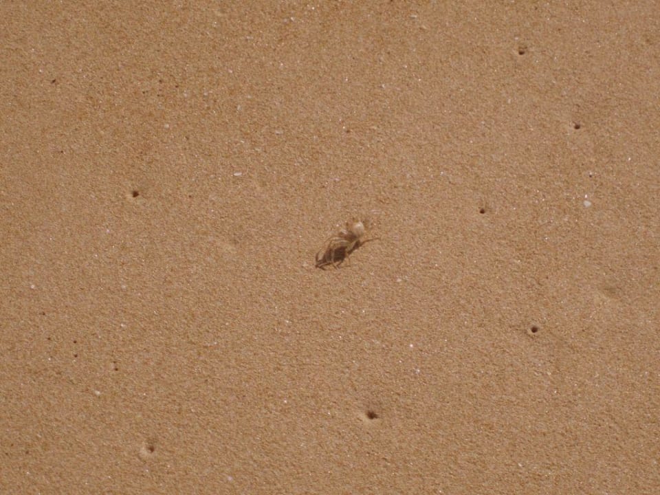 Kleine Tierchen am Strand Khaolak Orchid Beach Resort