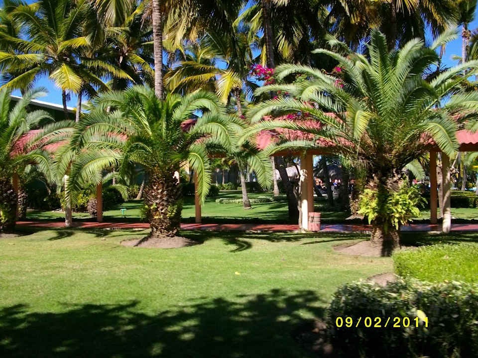 Schöne Palmen Grand Palladium Select Bávaro Resort & Spa