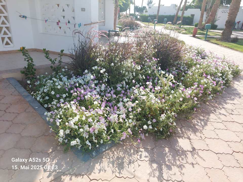 Gartenanlage Shams Safaga Resort