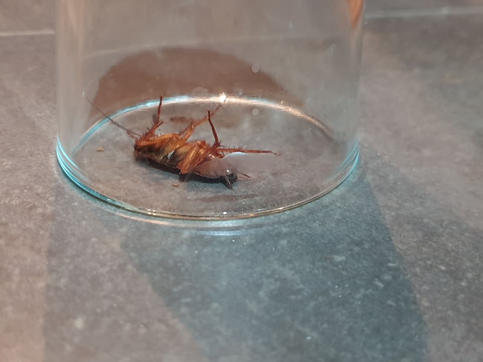 Zimmer Hotel Fiesta Beach Djerba