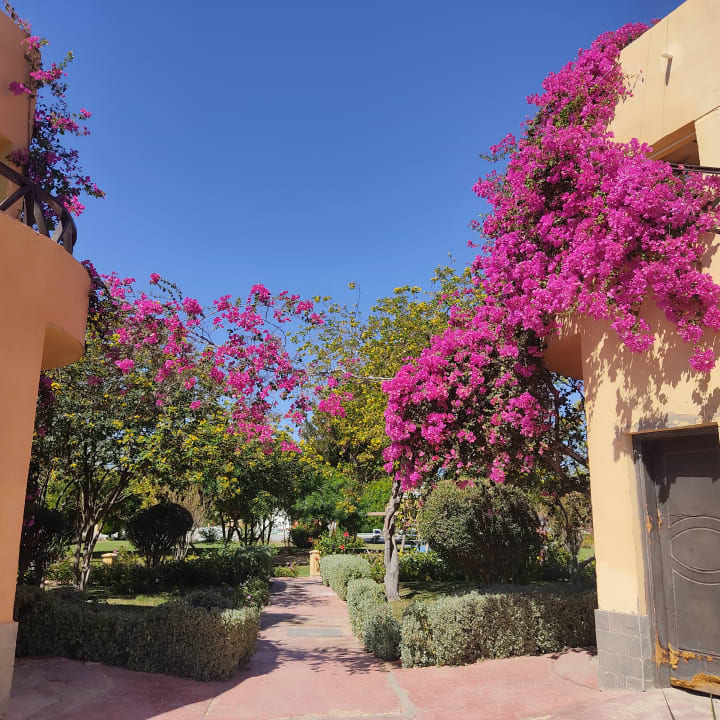 Gartenanlage Wadi Lahmy Azur Resort