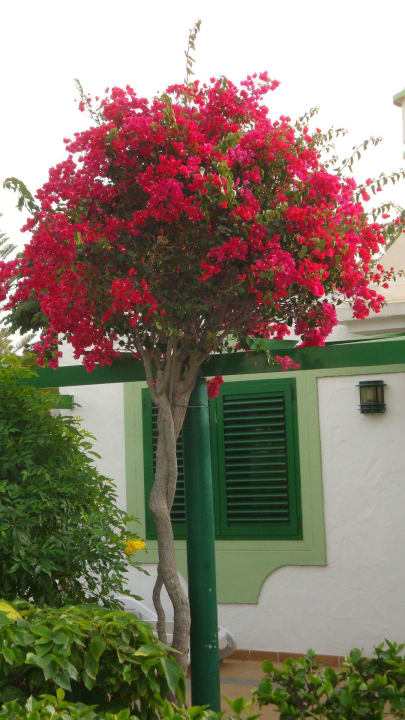 Blick aus Bungalow Bungalows Cordial Sandy Golf